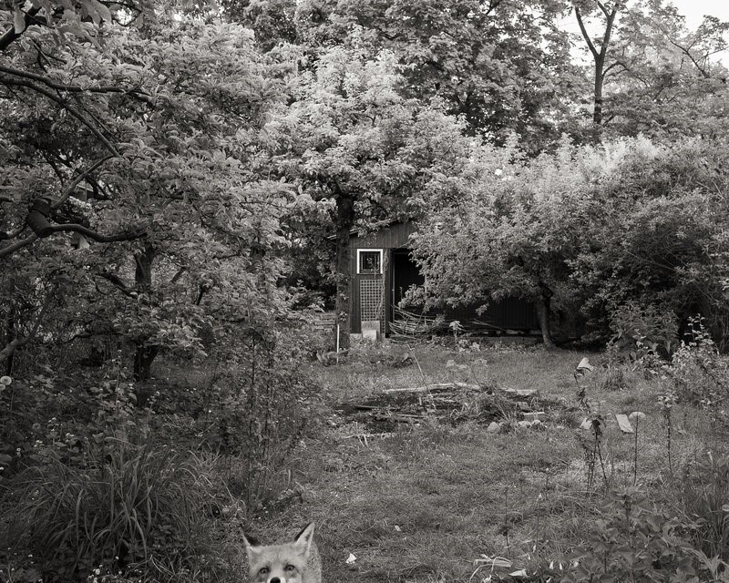 Gärten des Widerstands_Lorenz Kienzle, Im sogenannten Fuchsgarten der KlimaInsel, 2025