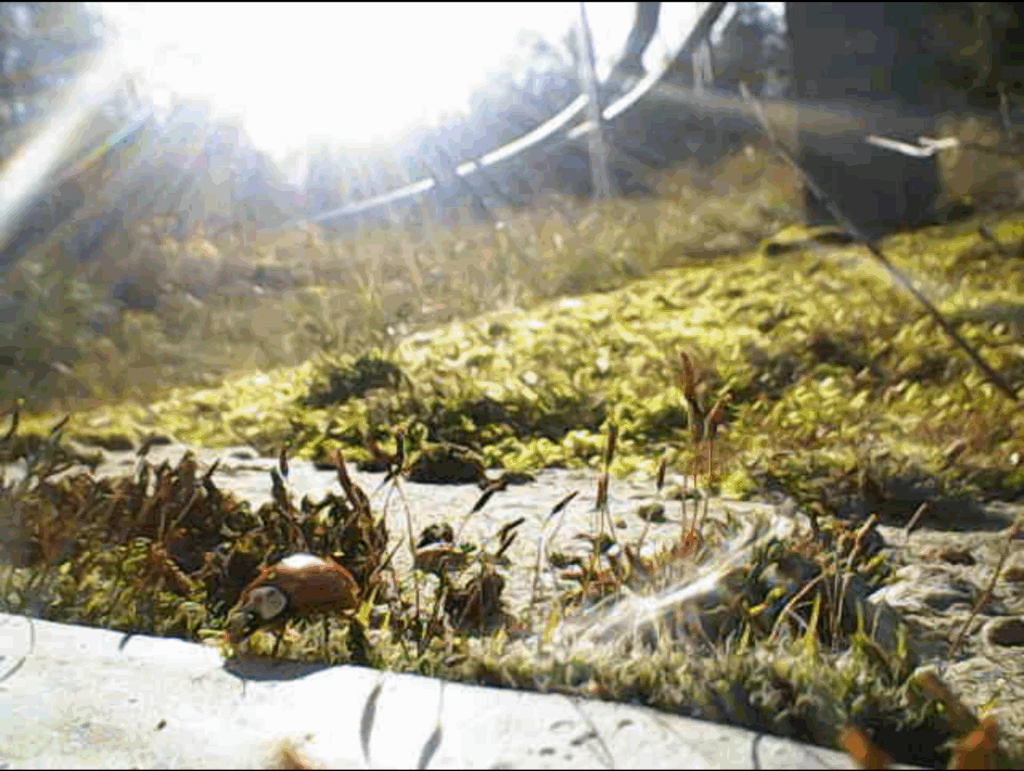 eeefff-ladybug-under-druzhba